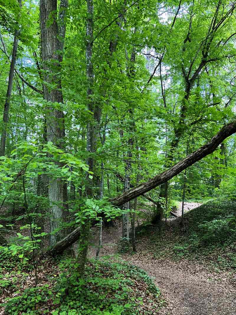 walking near me in Parc des "Ponettes" in winter