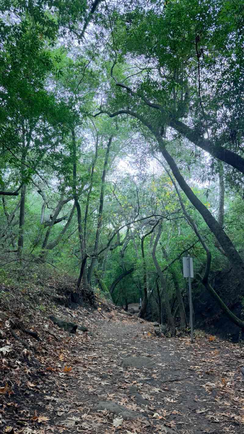 walking near me in Nojoqui Falls County Park in autumn
