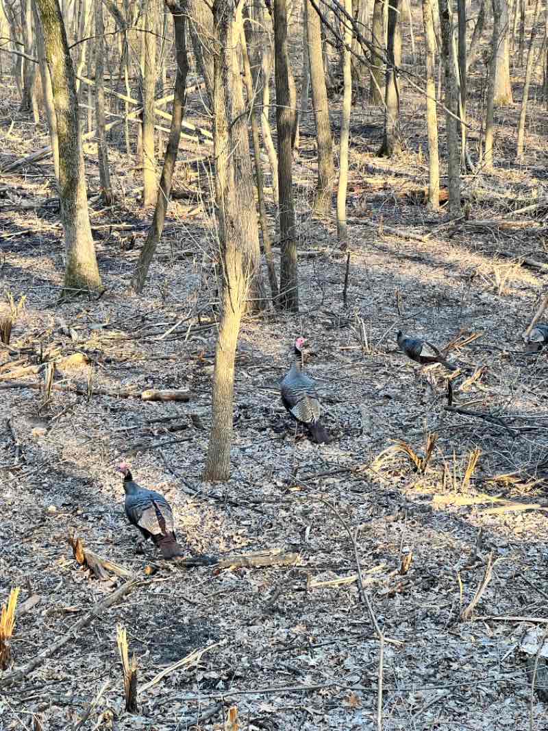 walking near me in Meadow Park in spring