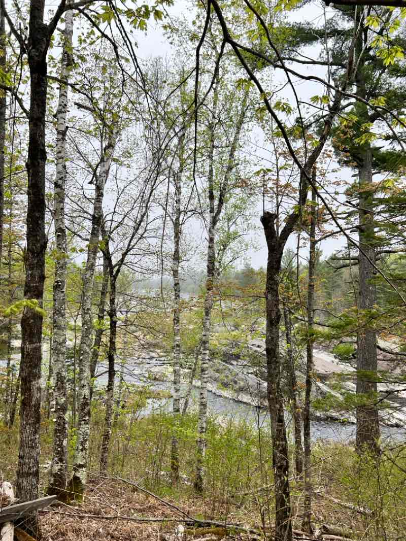 walking near me in Jay Cooke State Park in spring
