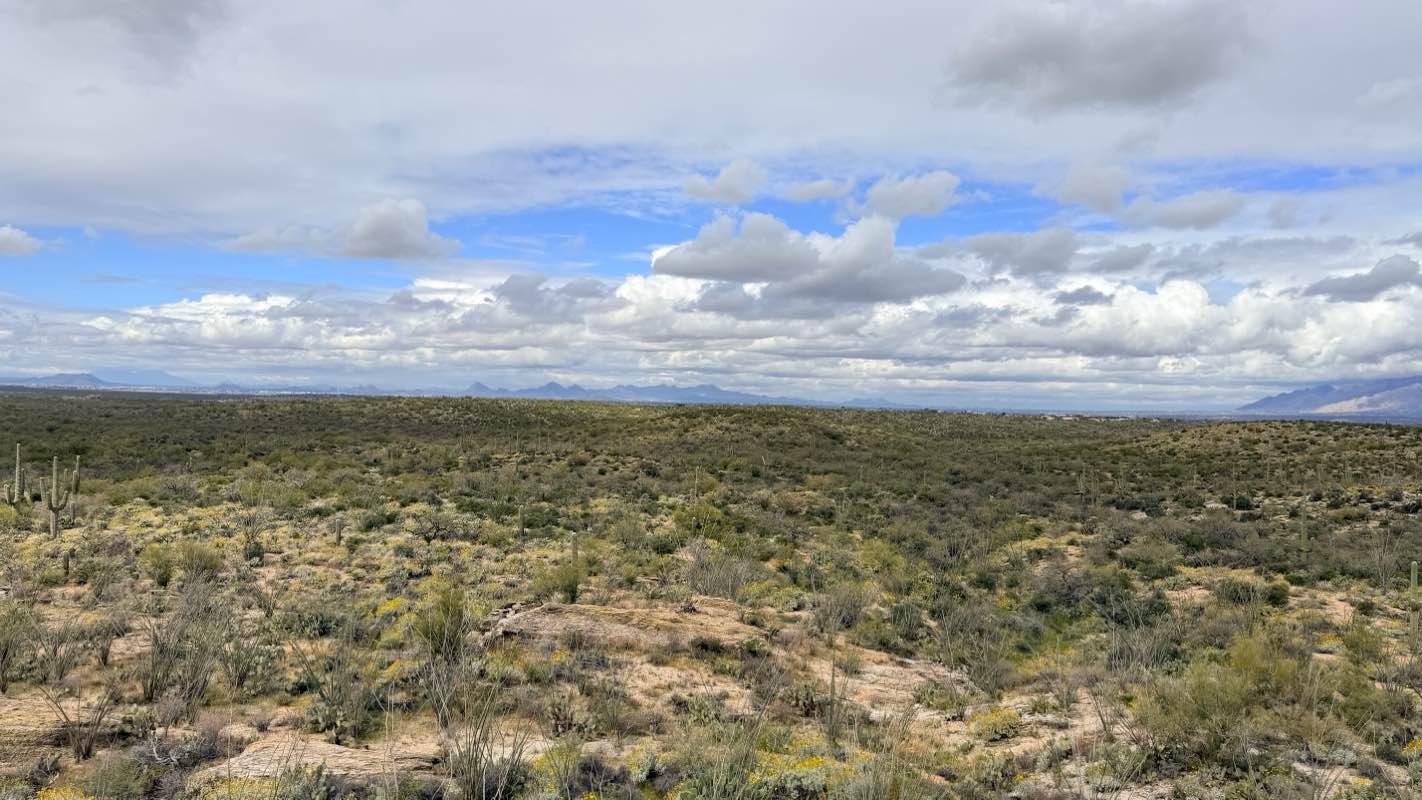 walking near me in Saguaro National Park - Rincon Mountain District in spring