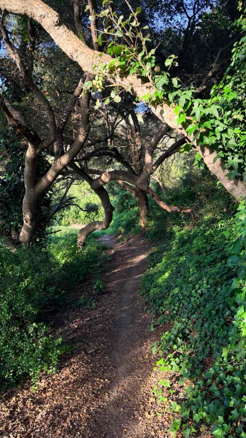walking near me in Elings Park in spring
