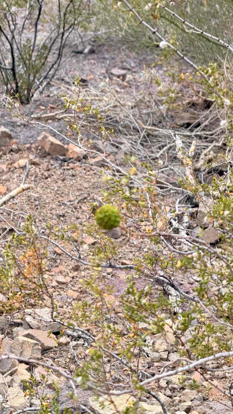 walking near me in Picacho Peak State Park in spring