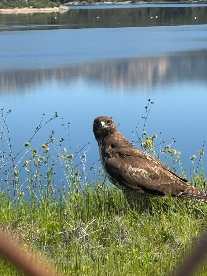 walking near me in Lake Jennings Country Park in spring