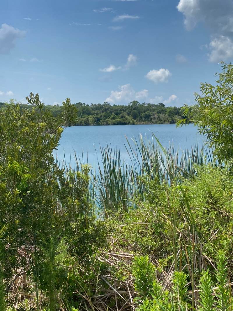 walking near me in Marjorie Harris Carr Cross Florida Greenway in winter
