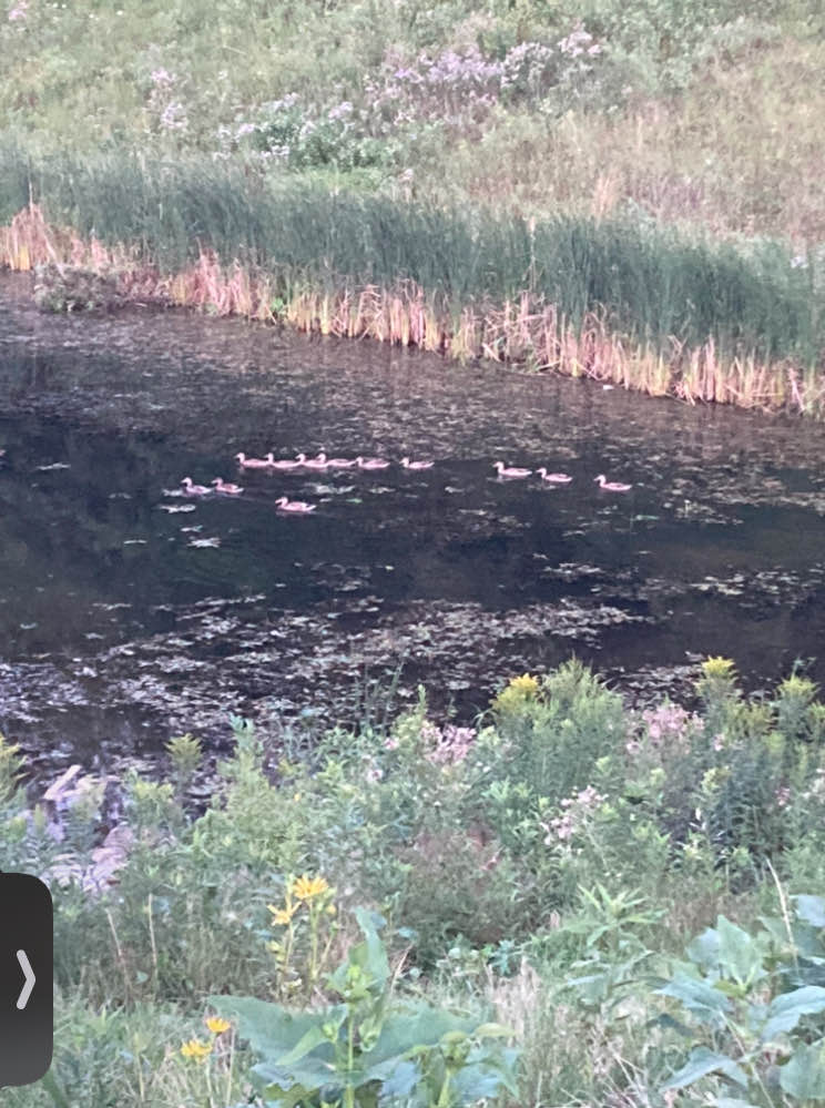 walking near me in Manor Park in winter