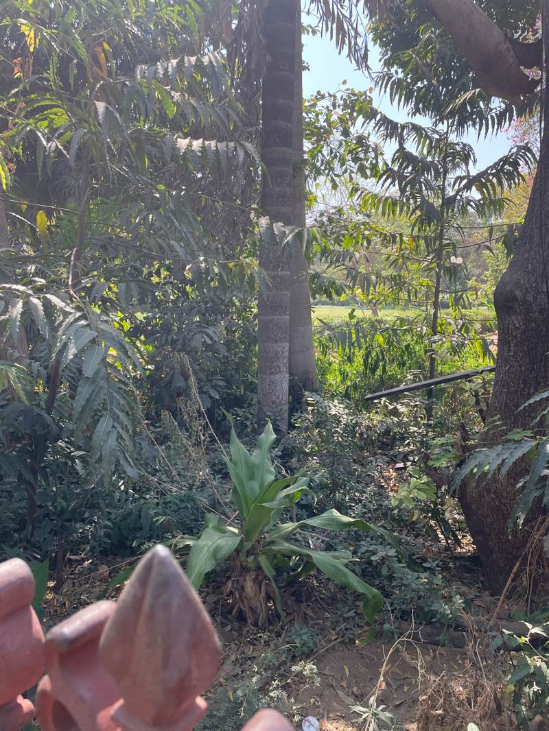 walking near me in Law Garden in winter