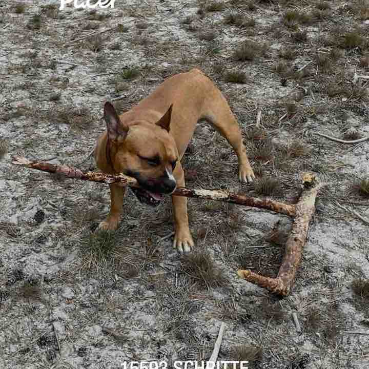 Oetzi post 1
