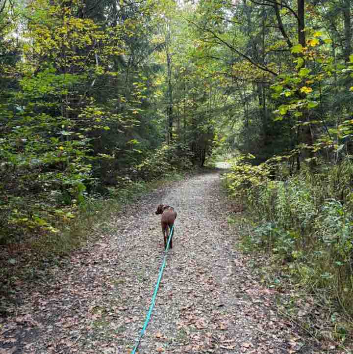 Yvonne 🐈‍⬛ 🐈 🐾 post 1