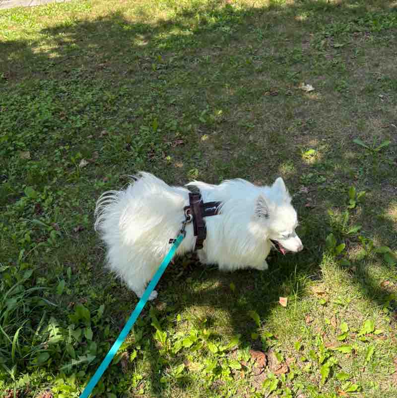 Yvonne 🐈‍⬛ 🐈 🐾 post 1