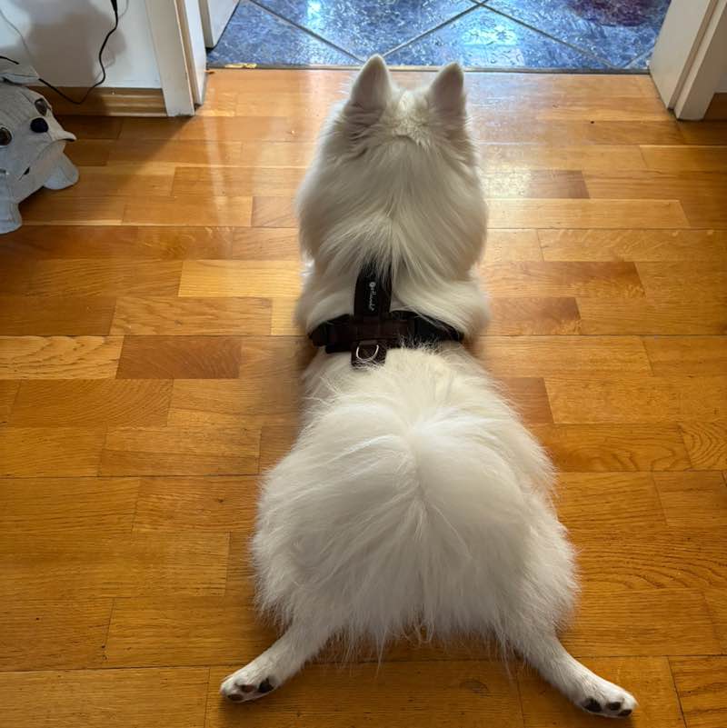 Yvonne 🐈‍⬛ 🐈 🐾 post 3