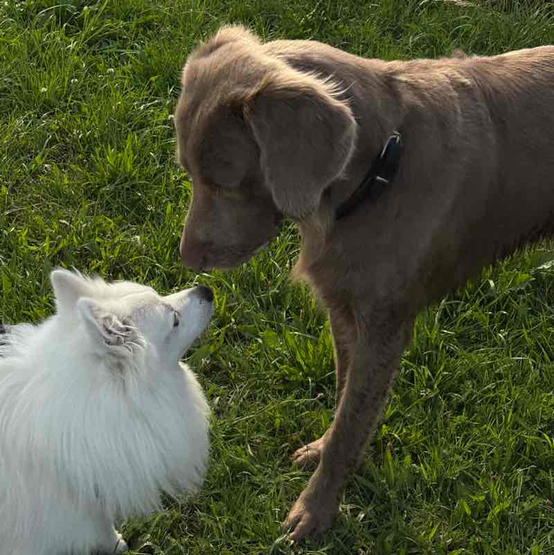 Yvonne 🐈‍⬛ 🐈 🐾 post 2