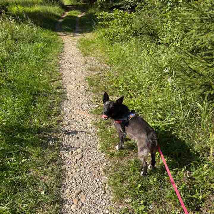 Yvonne 🐈‍⬛ 🐈 🐾 post 2