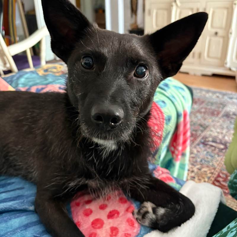 Yvonne 🐈‍⬛ 🐈 🐾 post 1