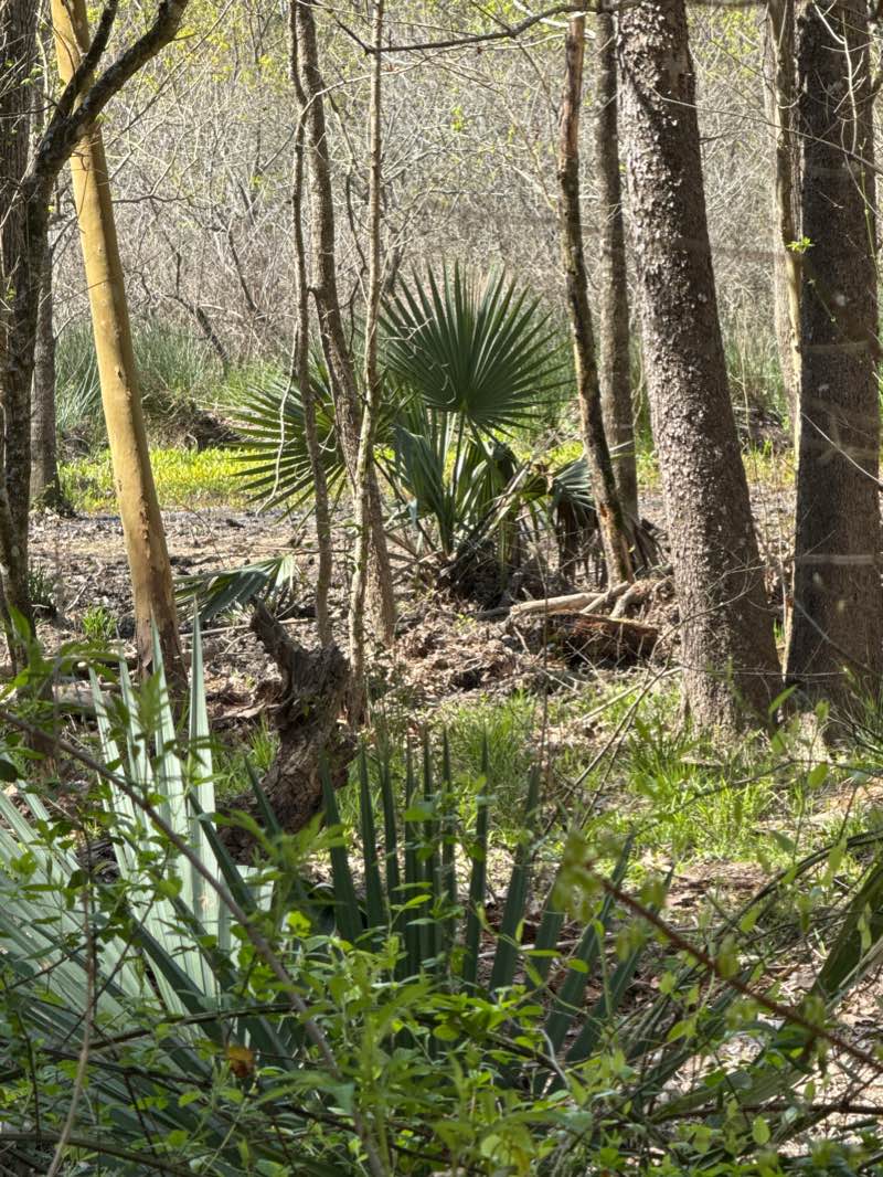 walking near me in Huntsville State Park in winter