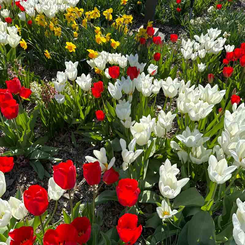 Trail Trotters Tracy post image