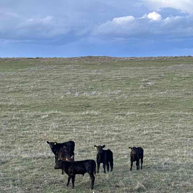 Trail Trotters Tracy post image