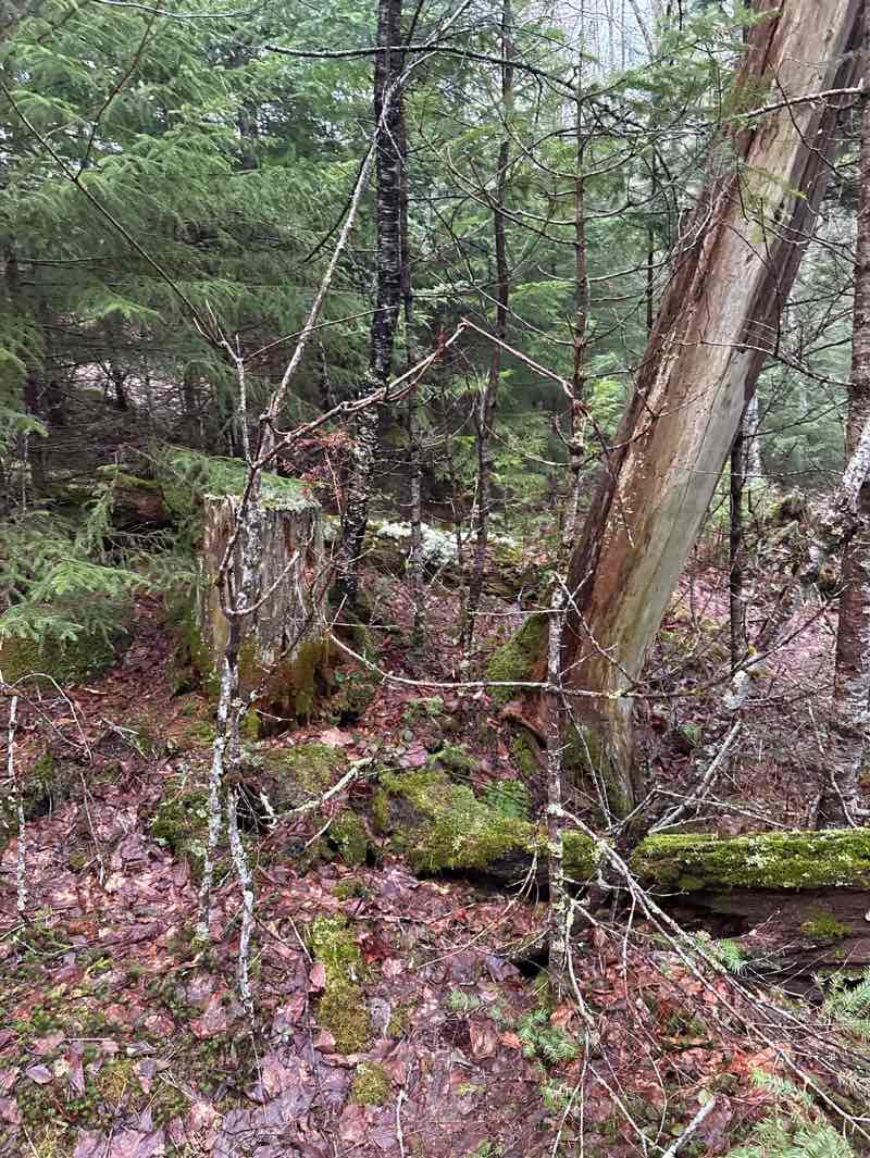 walking near me in Sargent Ponds Wild Forest in spring