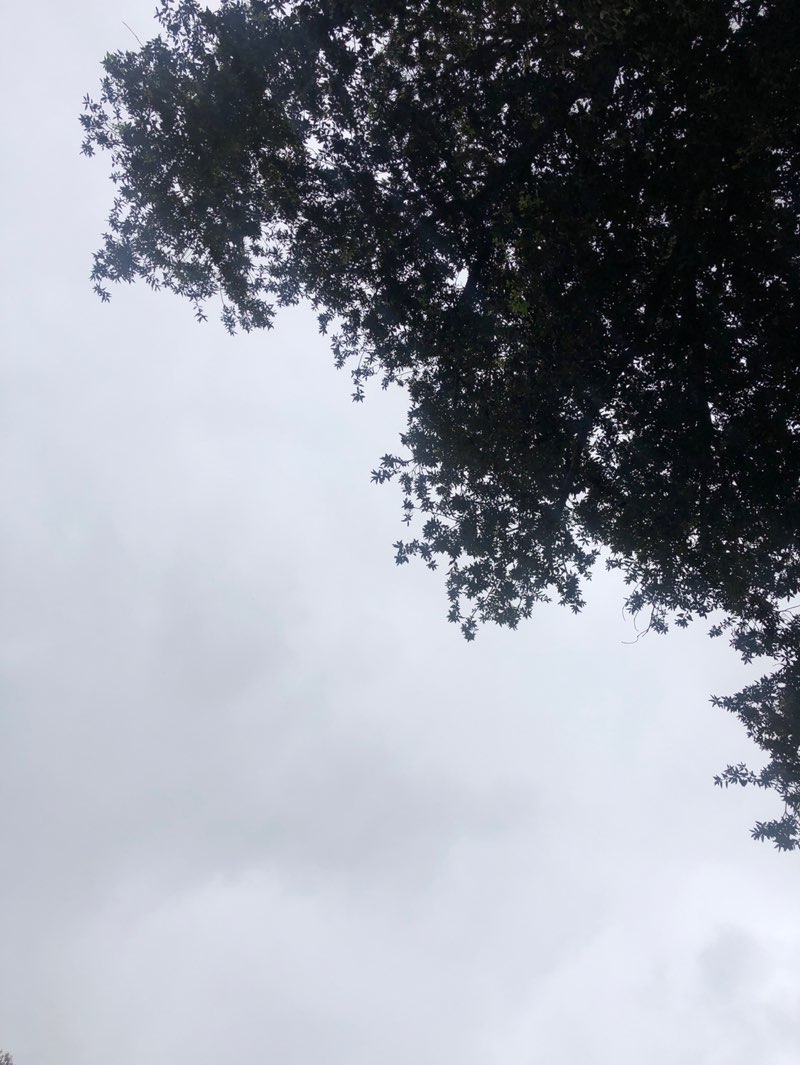 walking near me in Renette Park in spring