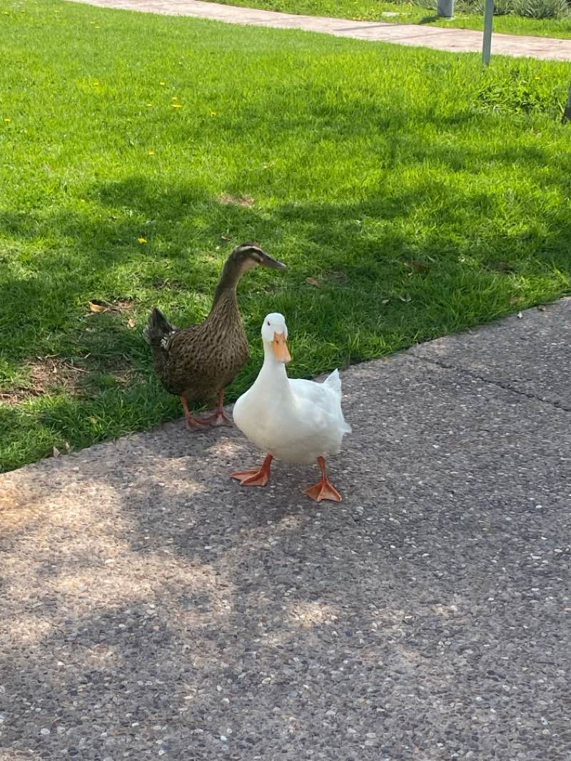 walking near me in SECCION PARQUE ZAKIA in summer