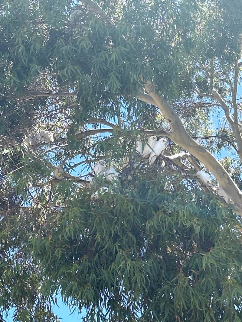 walking near me in Langley Park in summer