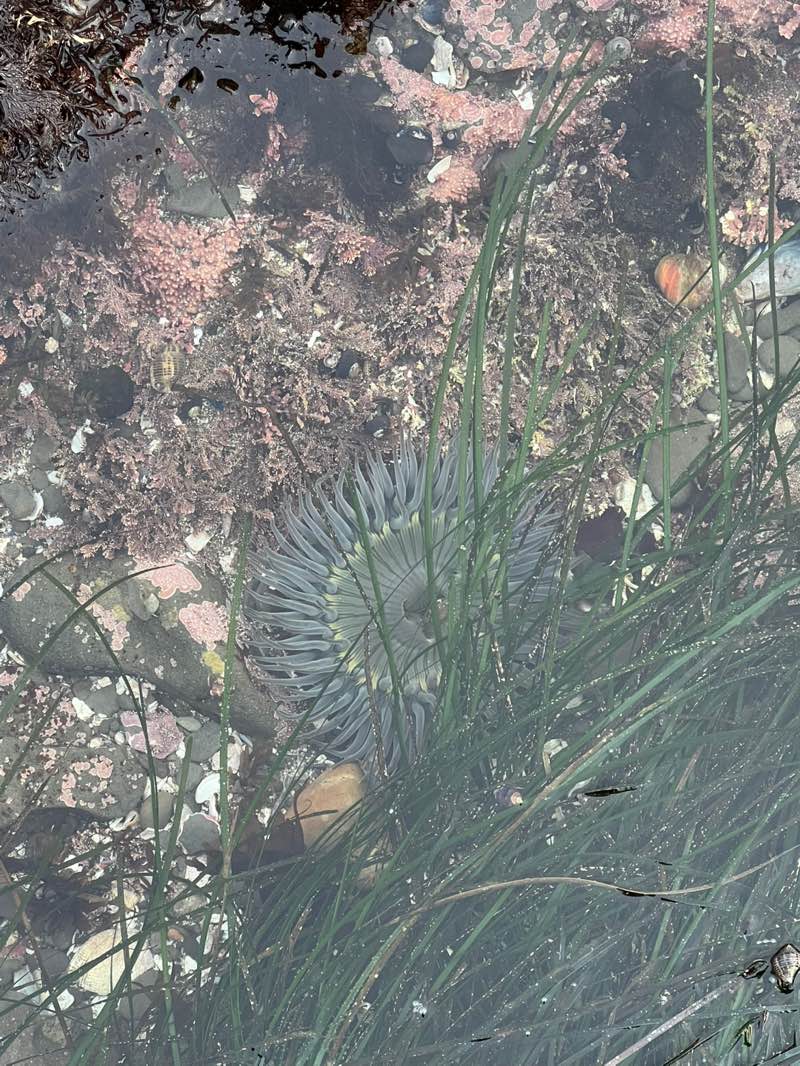 walking near me in Pillar Point State Marine Conservation Area in winter