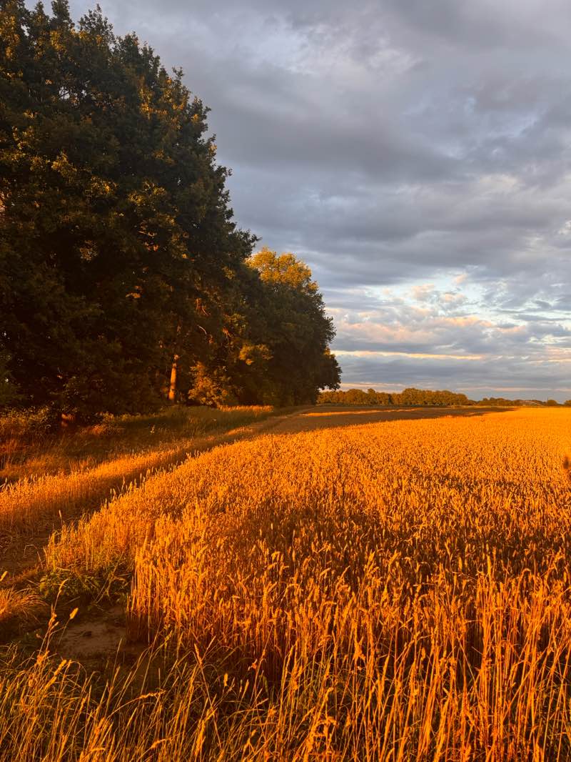 walking near me in Schlosspark in summer
