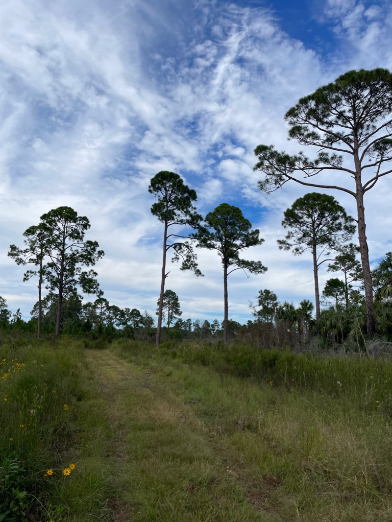 walking near me in Cedar Key Scrub State Reserve in winter