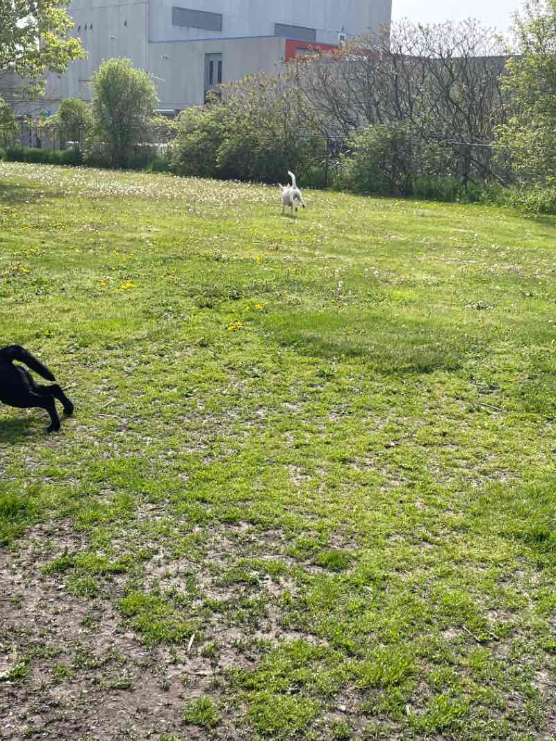 walking near me in Dog Park in winter