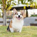 游来游去的鱼🐟