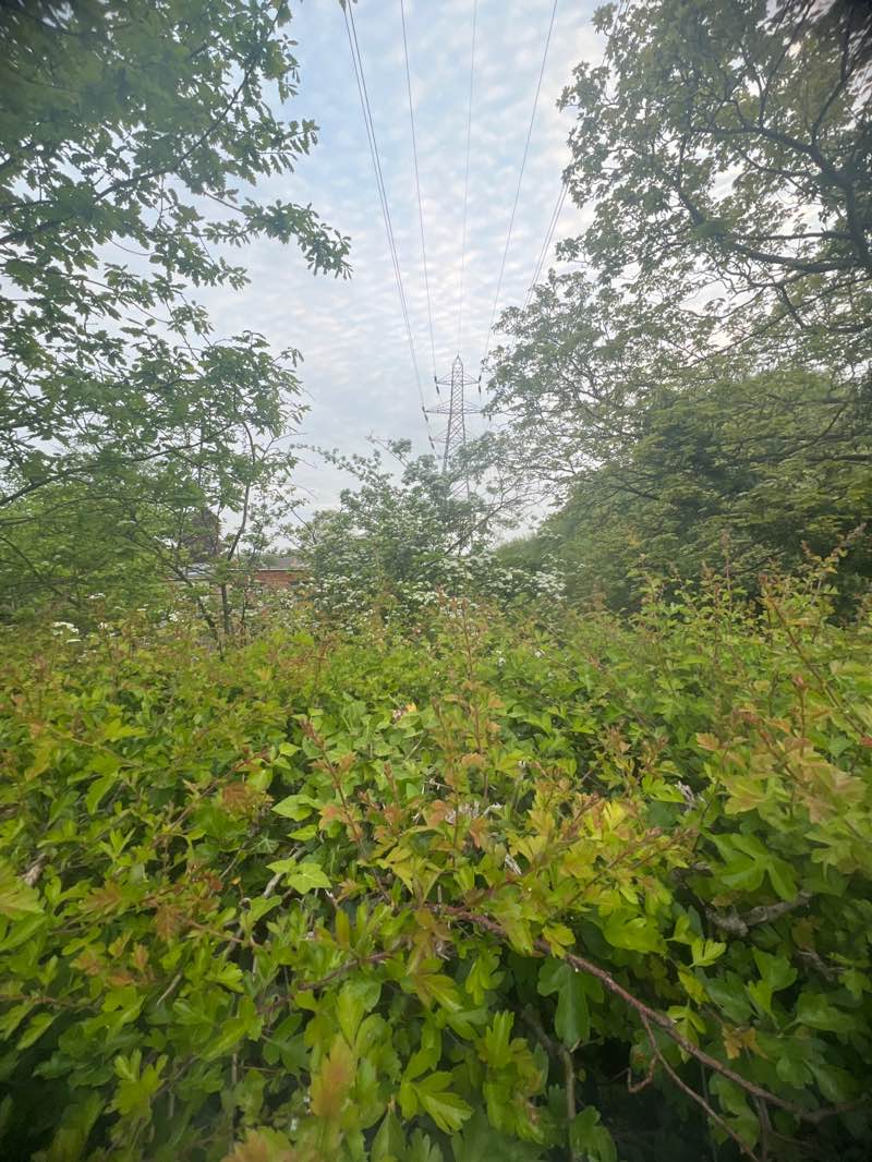 walking near me in Trentham Station Public Open Space in spring