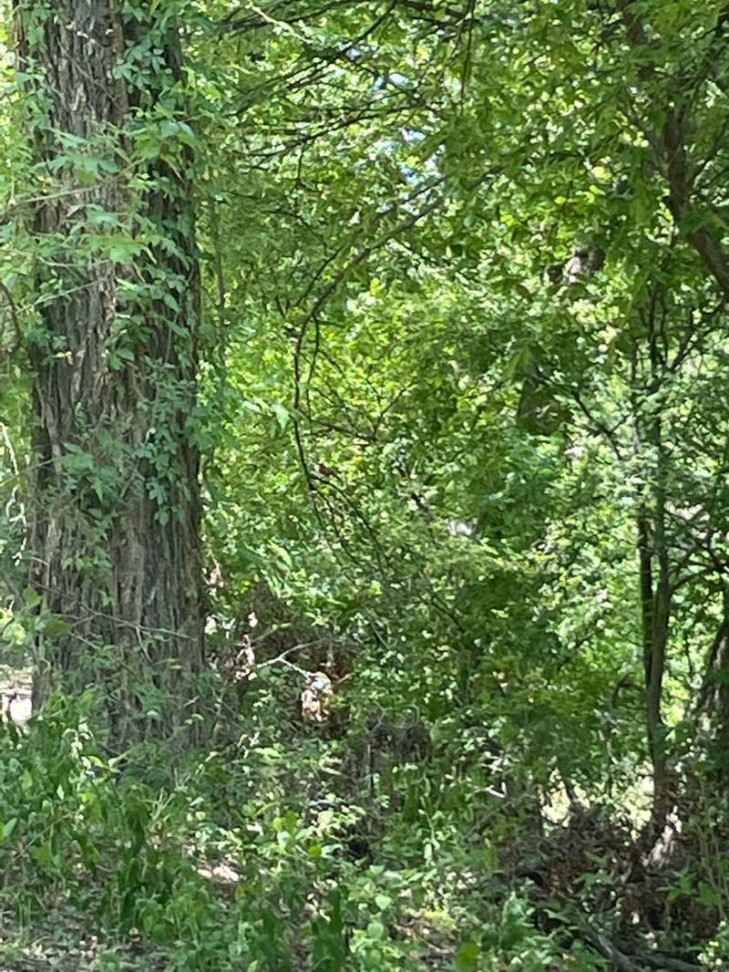 walking near me in San Saba River Nature Park in winter