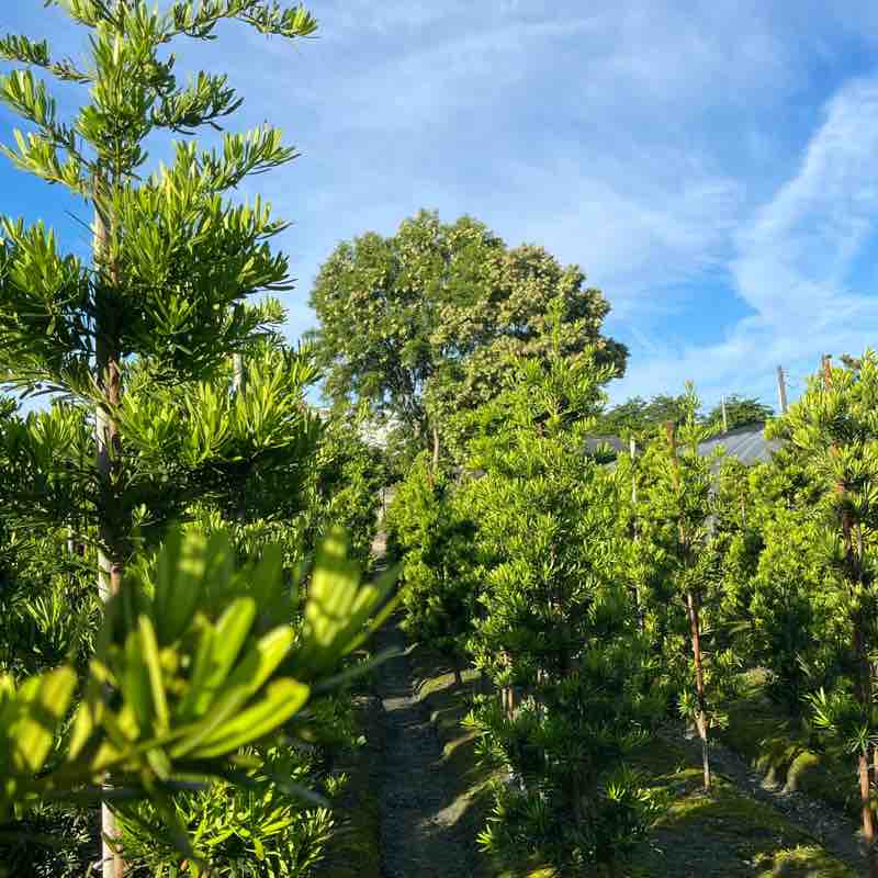 Ru-ling🇹🇼 post 1