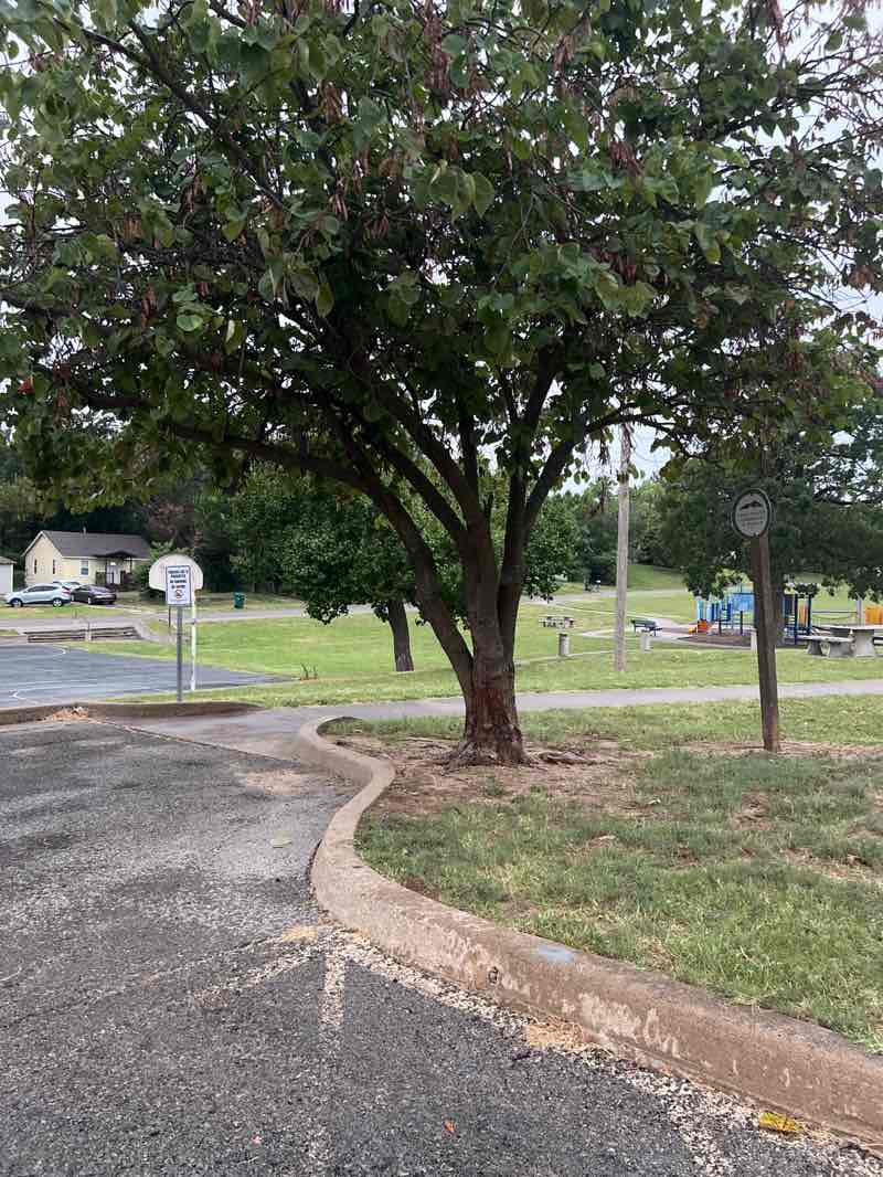 walking near me in Page Park in autumn