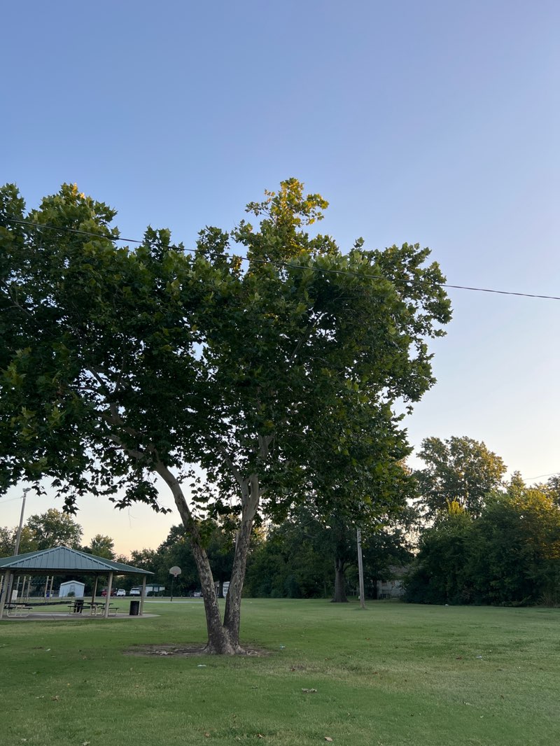 walking near me in Camino Villa Park in autumn