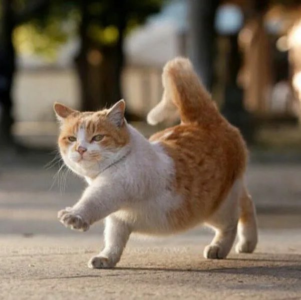 Шагающие котики 🐈 Андрей post image