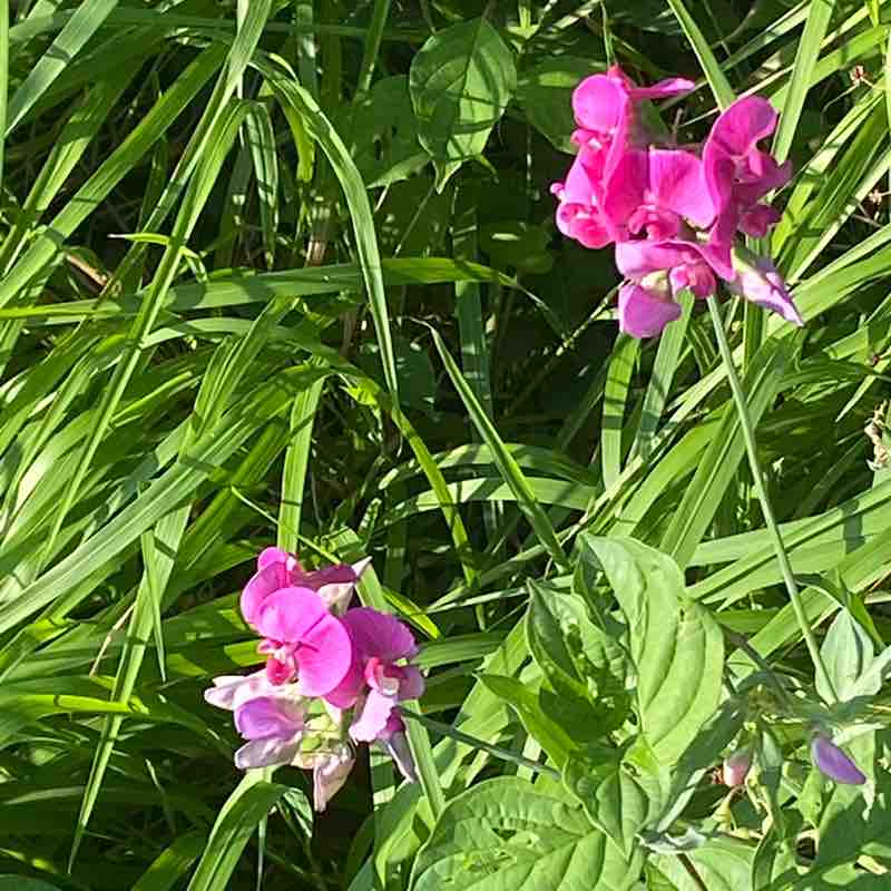 INSIEME SI PUÒ 💪🇮🇹💪 Rosanna post image