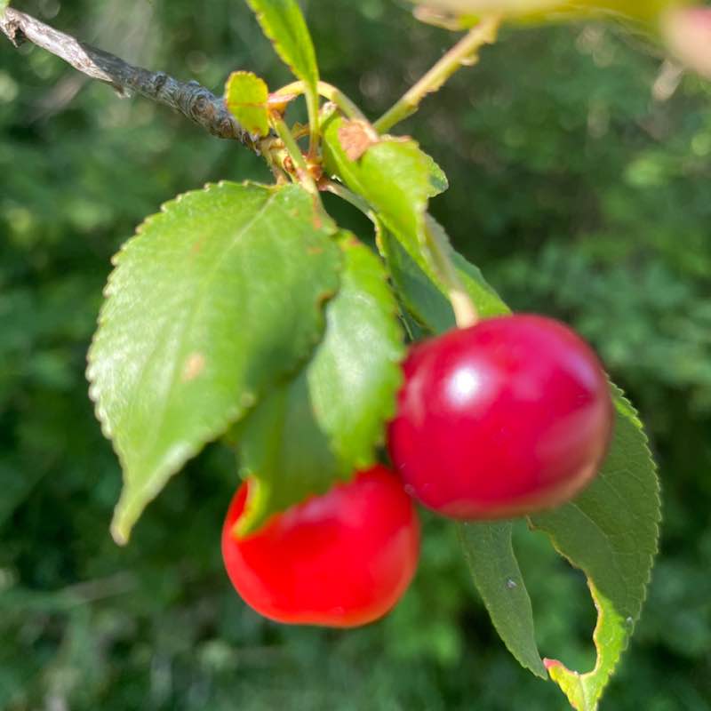 INSIEME SI PUÒ 💪🇮🇹💪 Rosanna post image