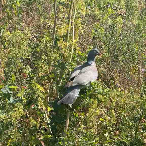 Tonia post 1