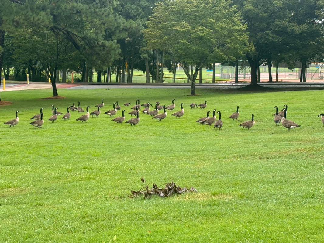 walking near me in Lenora Park in autumn