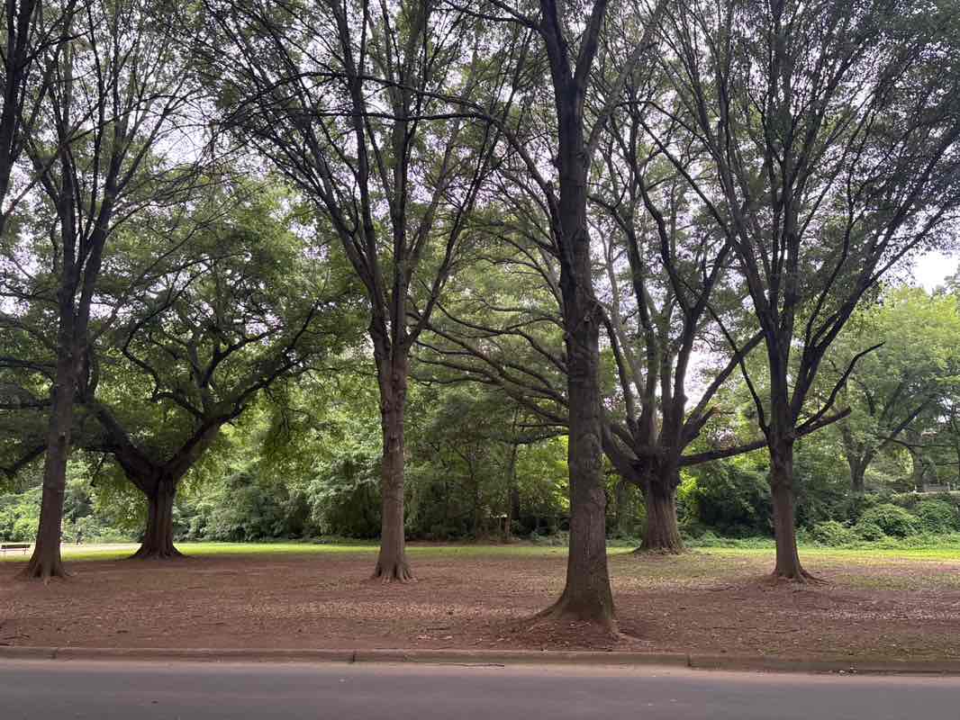 walking near me in Freedom Park in summer