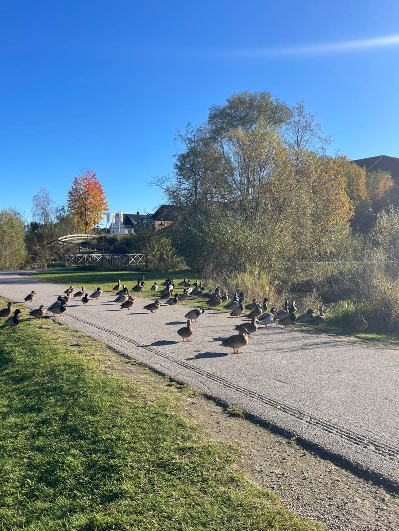walking near me in Evjudalen friluftspark in autumn