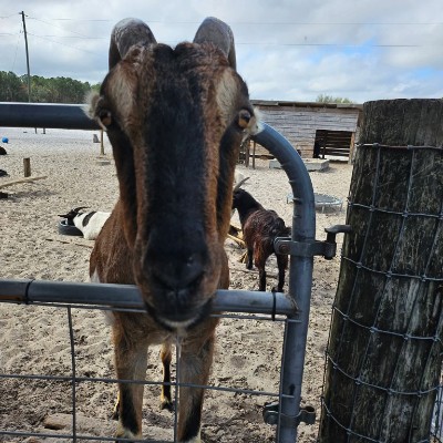 Animal Rescuer post 1