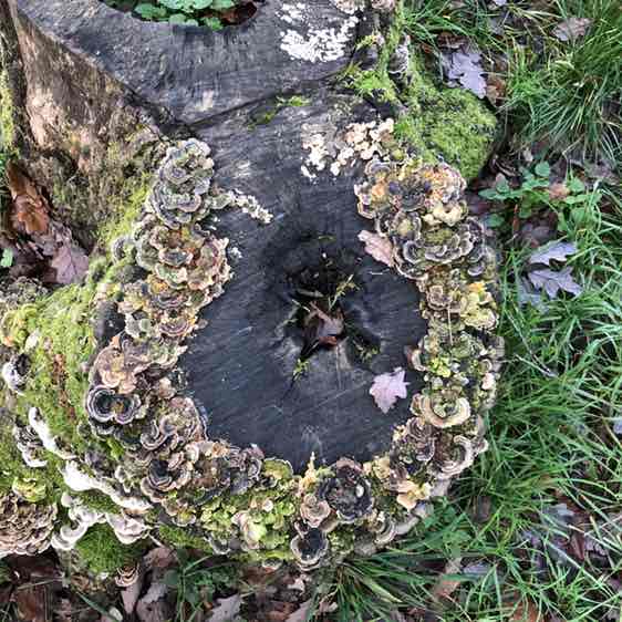 Basso Vivacissimo post 2