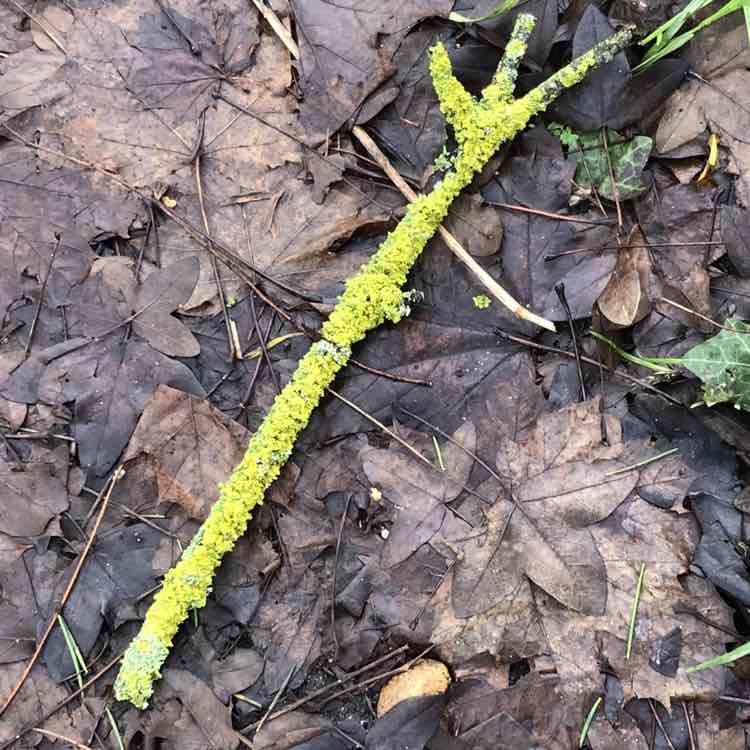 Basso Vivacissimo post 1