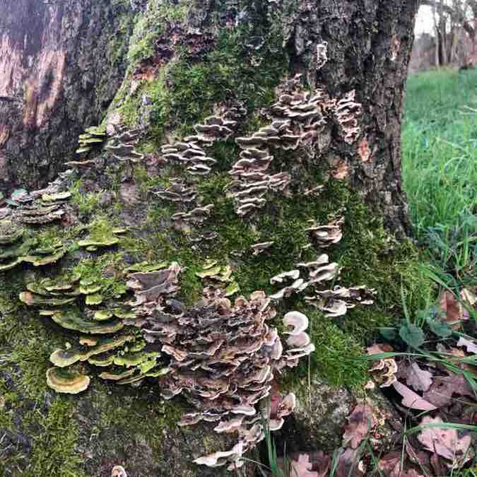 Basso Vivacissimo post 3