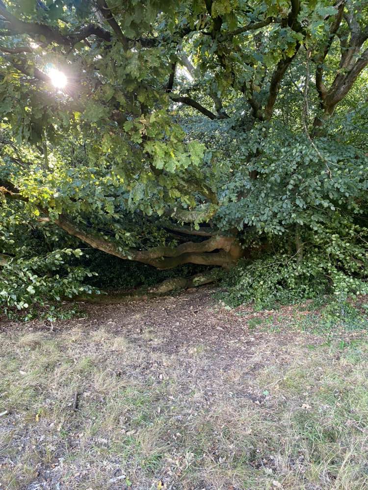 walking near me in The Heath in autumn