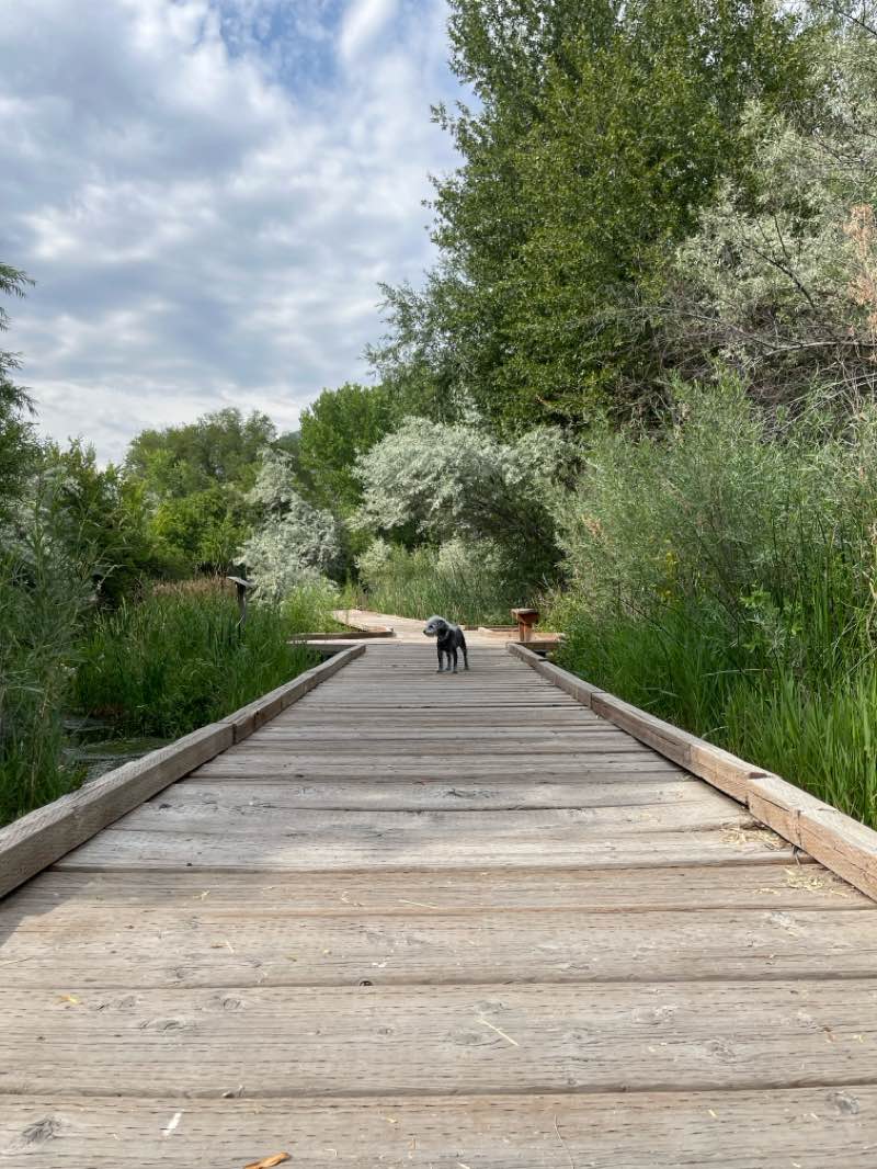 walking near me in Kiwanis Park in summer