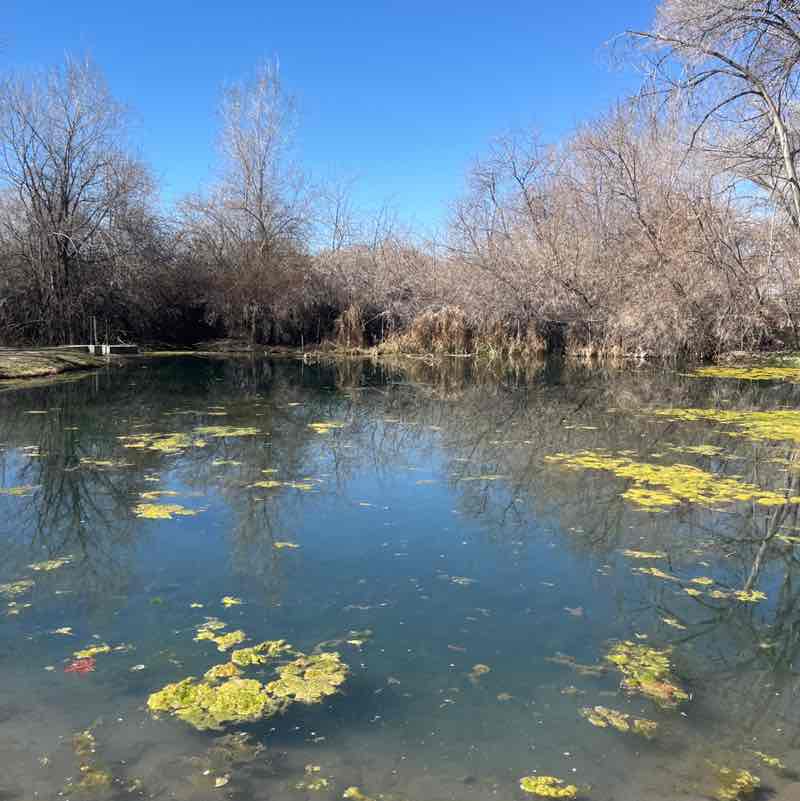 Rangus Forester post 2