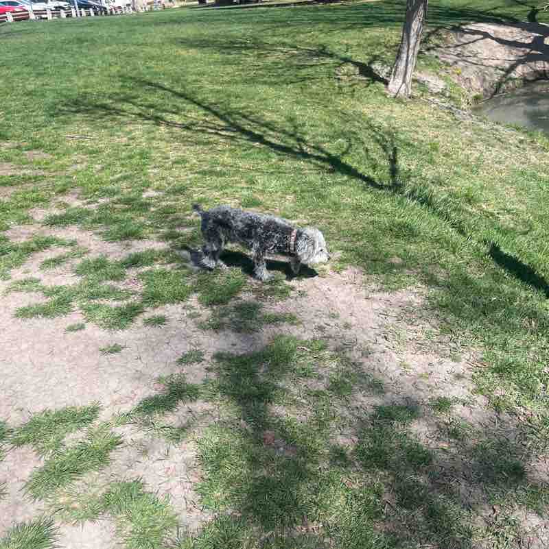 Rangus Forester post 2